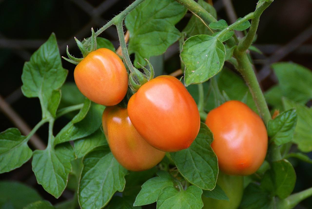 tomatoes-1581204_1280